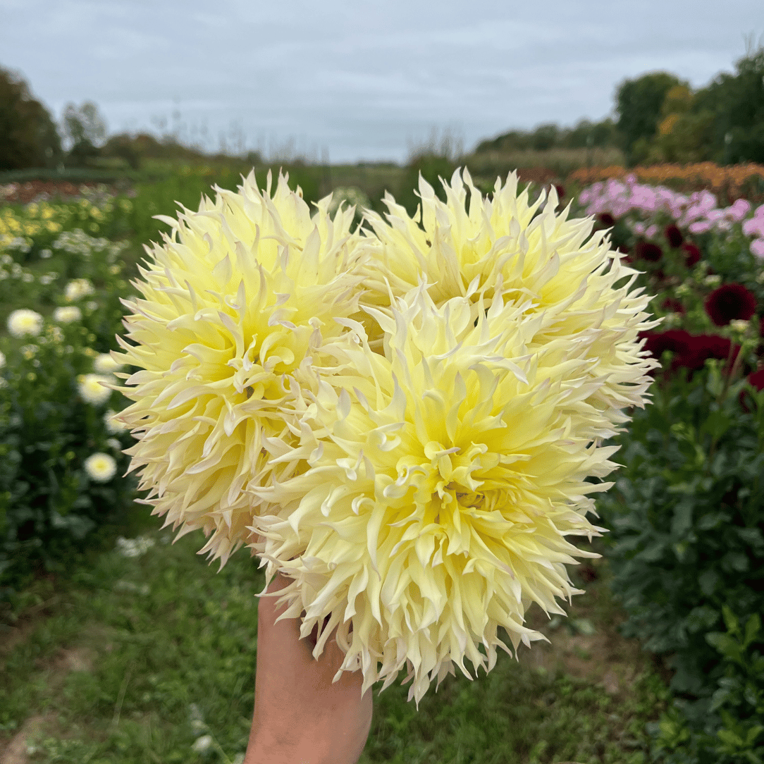 Citron du Cap Dahlia Tuber