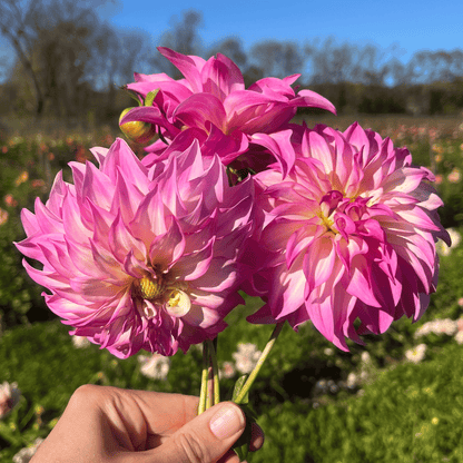 Colorado Classic Dahlia Tuber