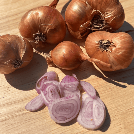 Dutch Red Shallot vendor-unknown