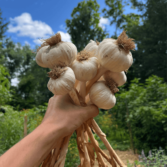 Early Red Italian Softneck Garlic