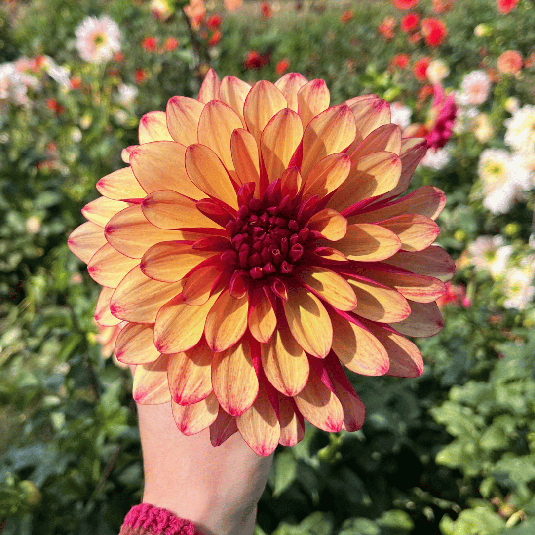 Gitts Crazy Dahlia Tuber
