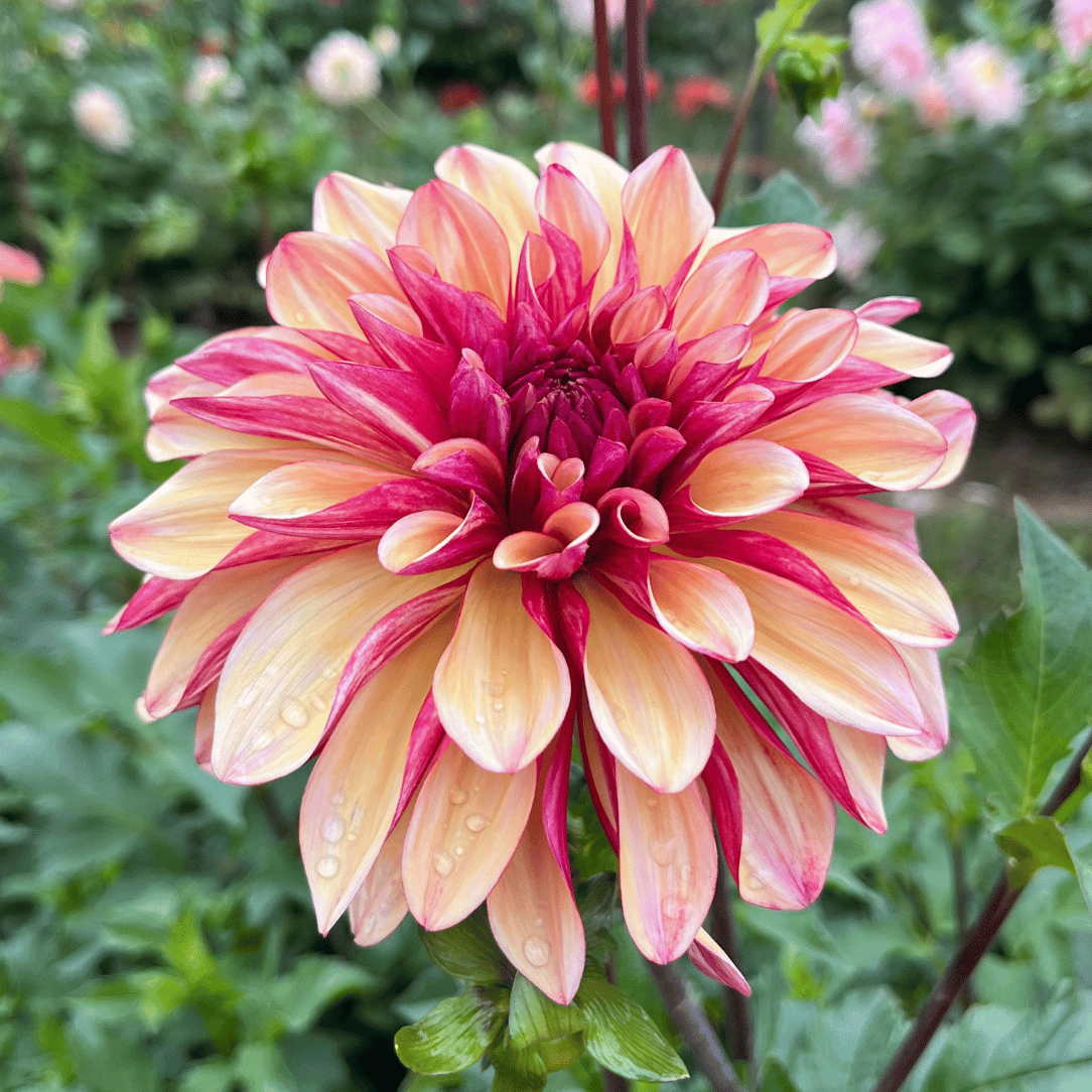Gitts Crazy Dahlia Tuber