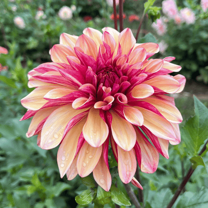 Gitts Crazy Dahlia Tuber