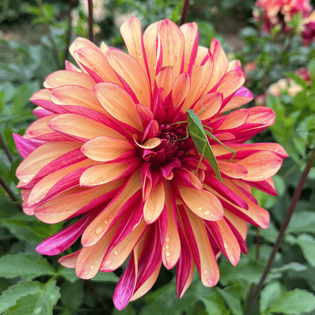 Gitts Crazy Dahlia Tuber