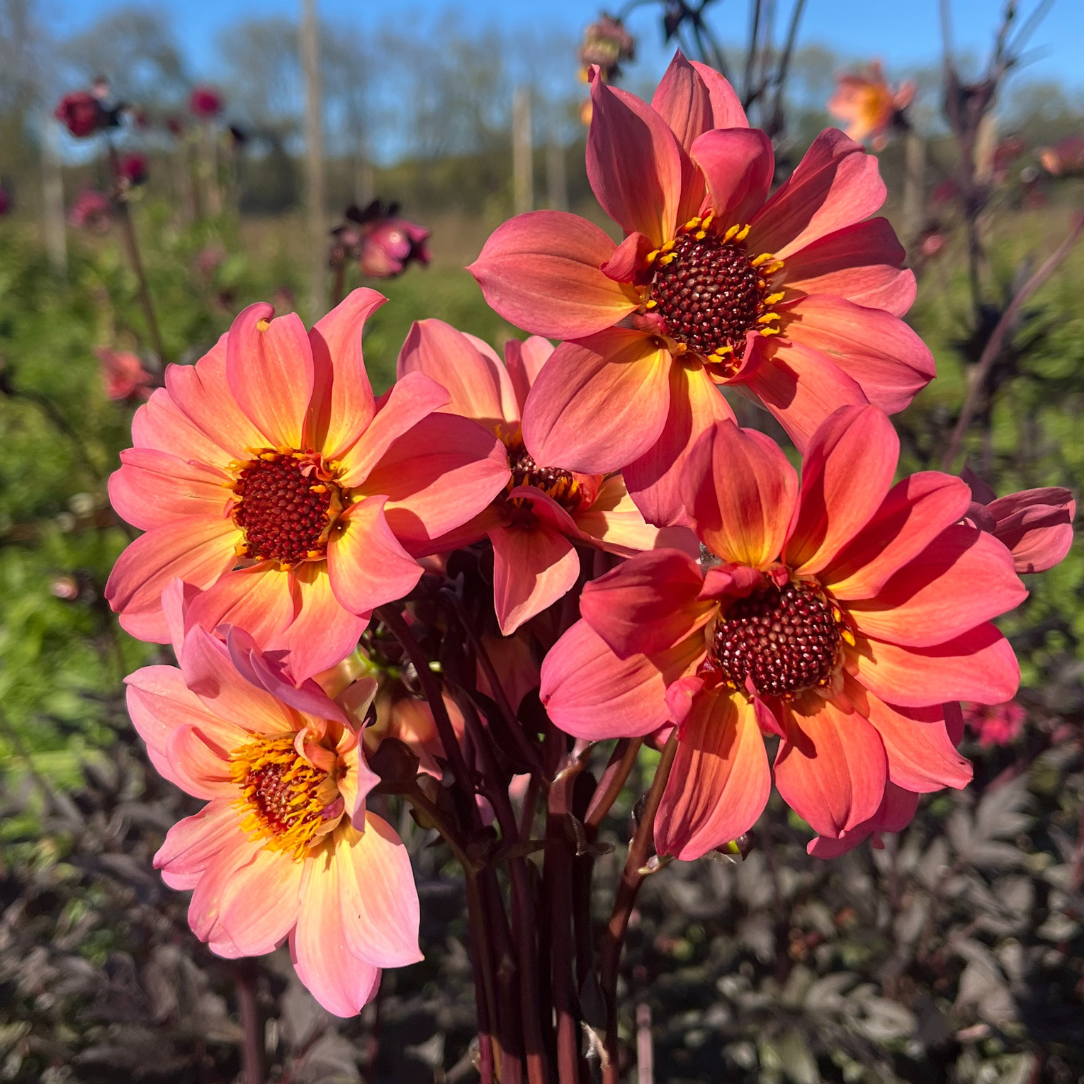 Glowing Ember Dahlia Tuber