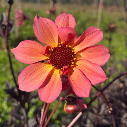 Glowing Ember Dahlia Tuber