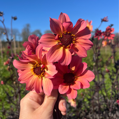 Glowing Ember Dahlia Tuber