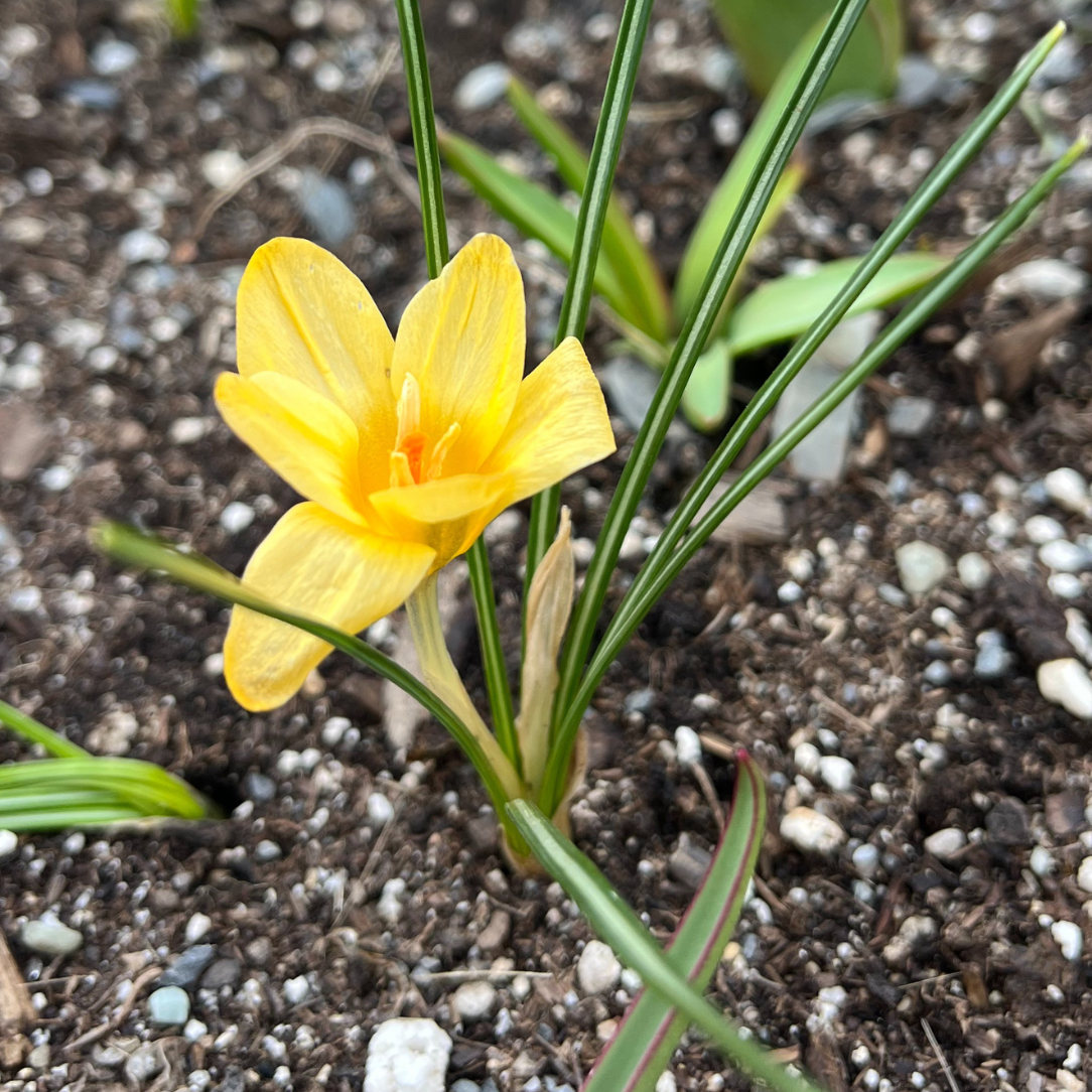 Crocus chrysanthus &