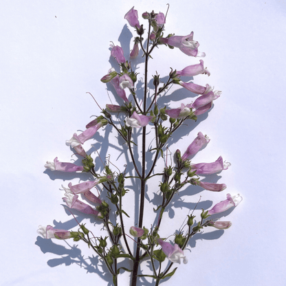 Hairy Beardtongue - PollinateHV Local Ecotype