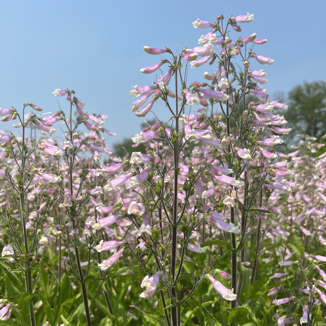 Hairy Beardtongue - PollinateHV Local Ecotype