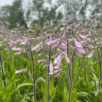 Hairy Beardtongue - PollinateHV Local Ecotype