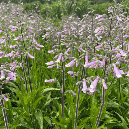 Hairy Beardtongue - PollinateHV Local Ecotype
