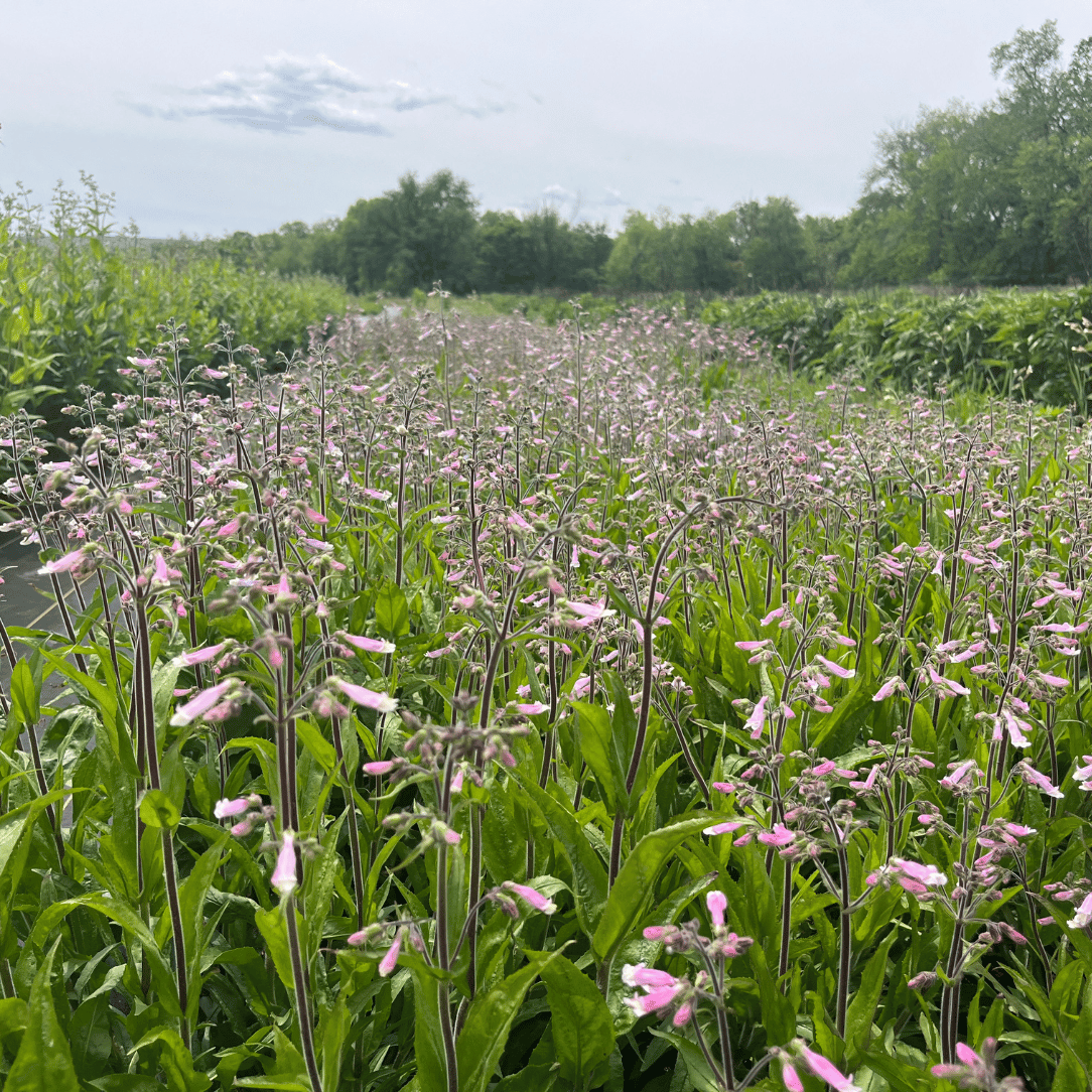 Hairy Beardtongue - PollinateHV Local Ecotype
