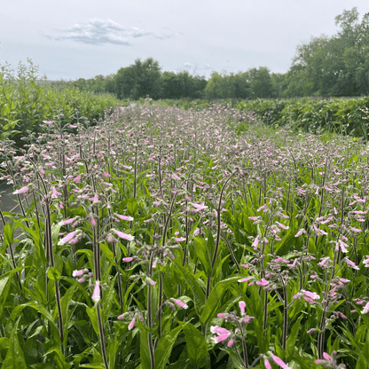 Hairy Beardtongue - PollinateHV Local Ecotype