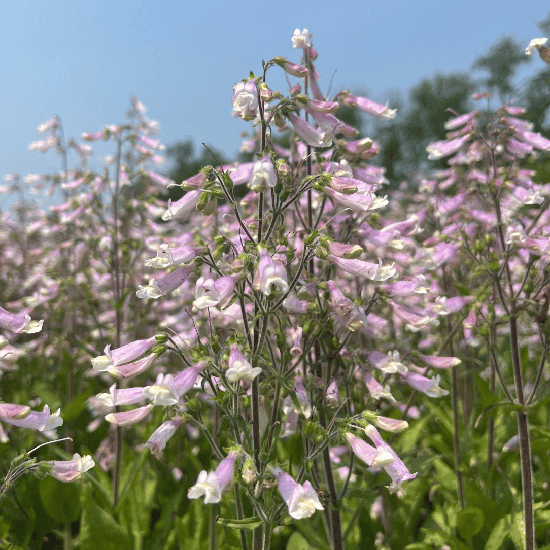 Hairy Beardtongue - PollinateHV Local Ecotype