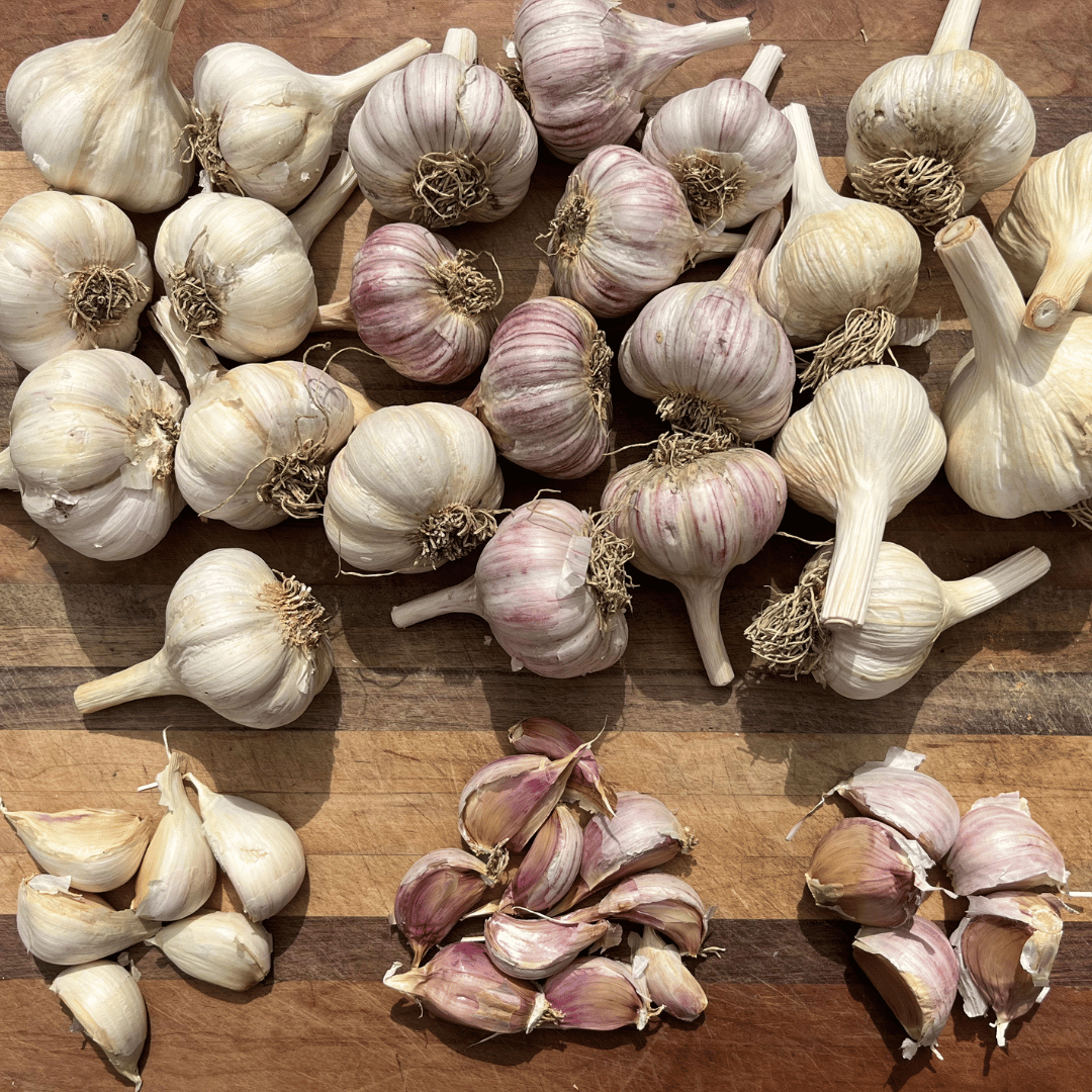 Hardneck Garlic Variety Pack