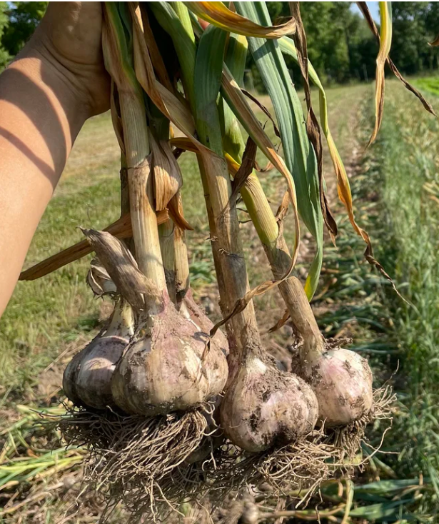 Conventional Bloodnick&