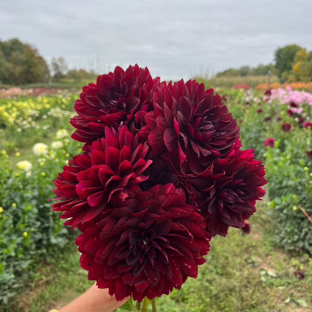 Hollyhill Black Widow Dahlia Tuber