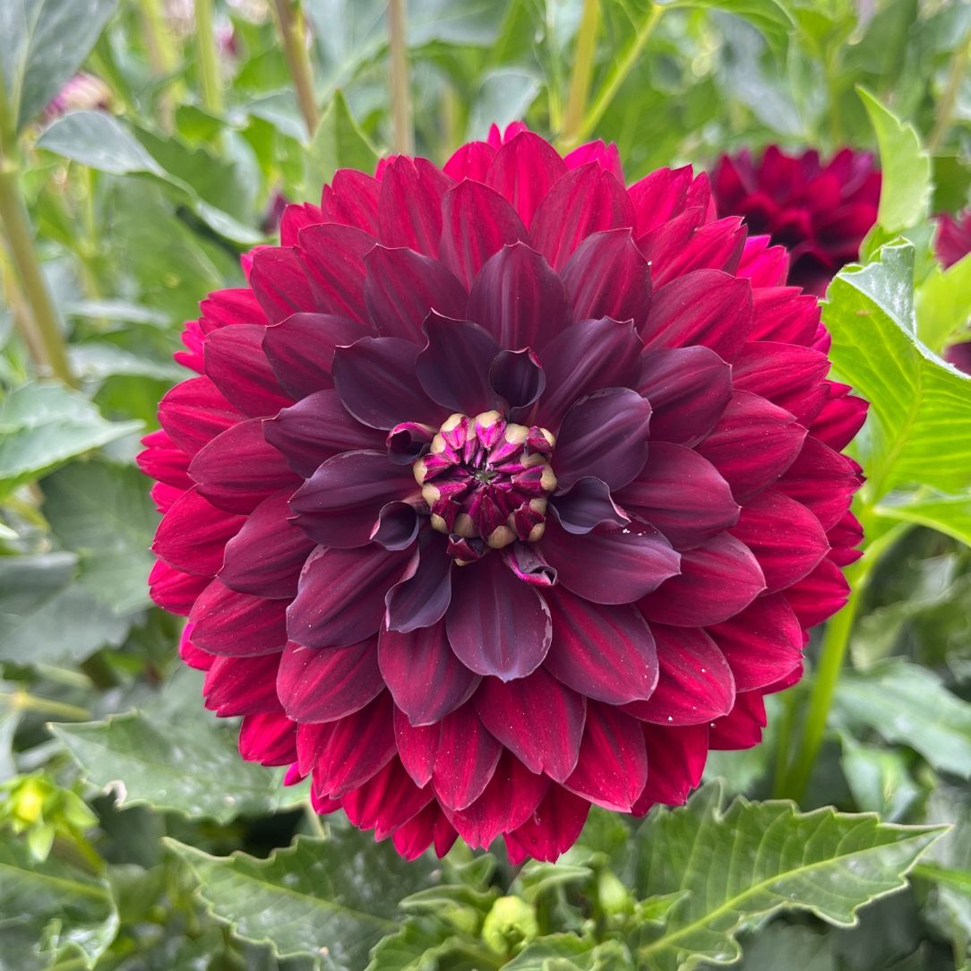 Hollyhill Black Widow Dahlia Tuber