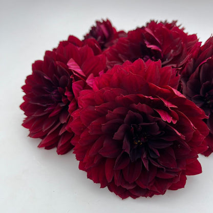 Hollyhill Black Widow Dahlia Tuber