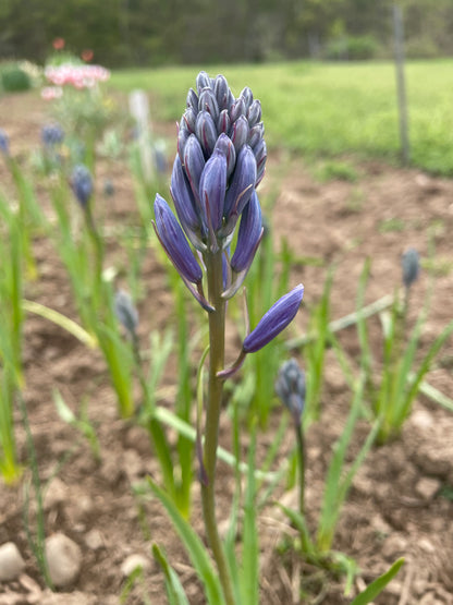 Hyacinthoides hispanica &