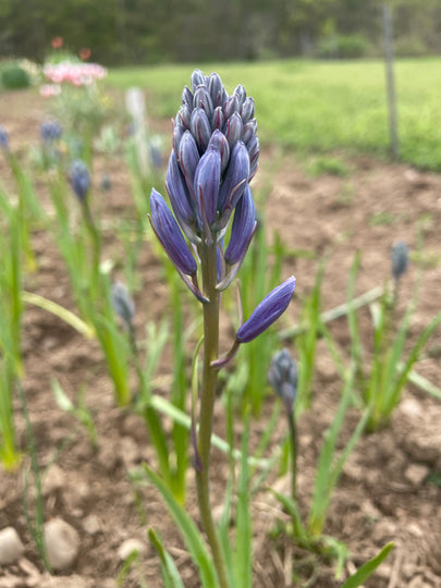 Hyacinthoides hispanica 