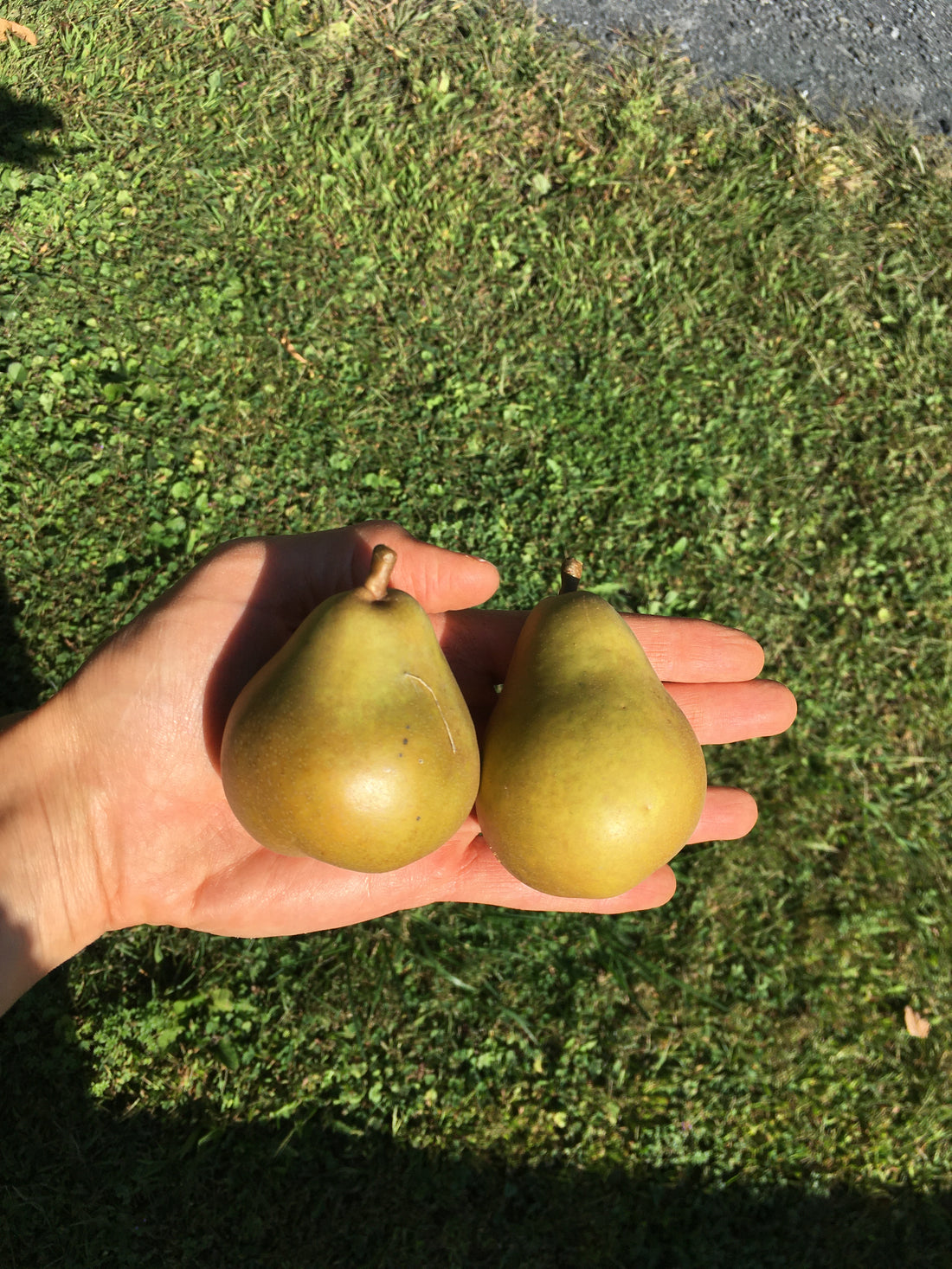 Honeysweet Pear Tree