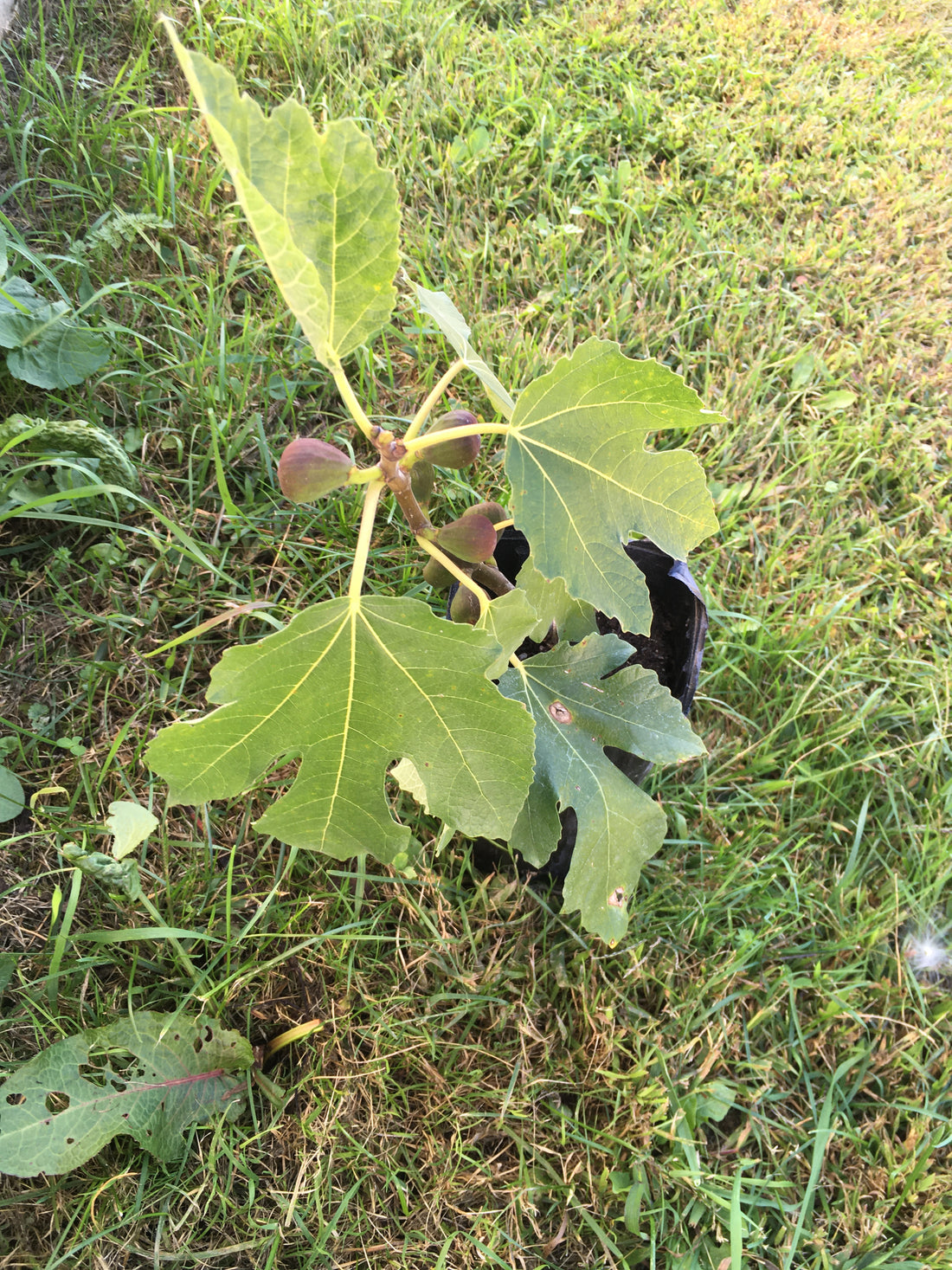 Violette de Bordeaux Fig Tree