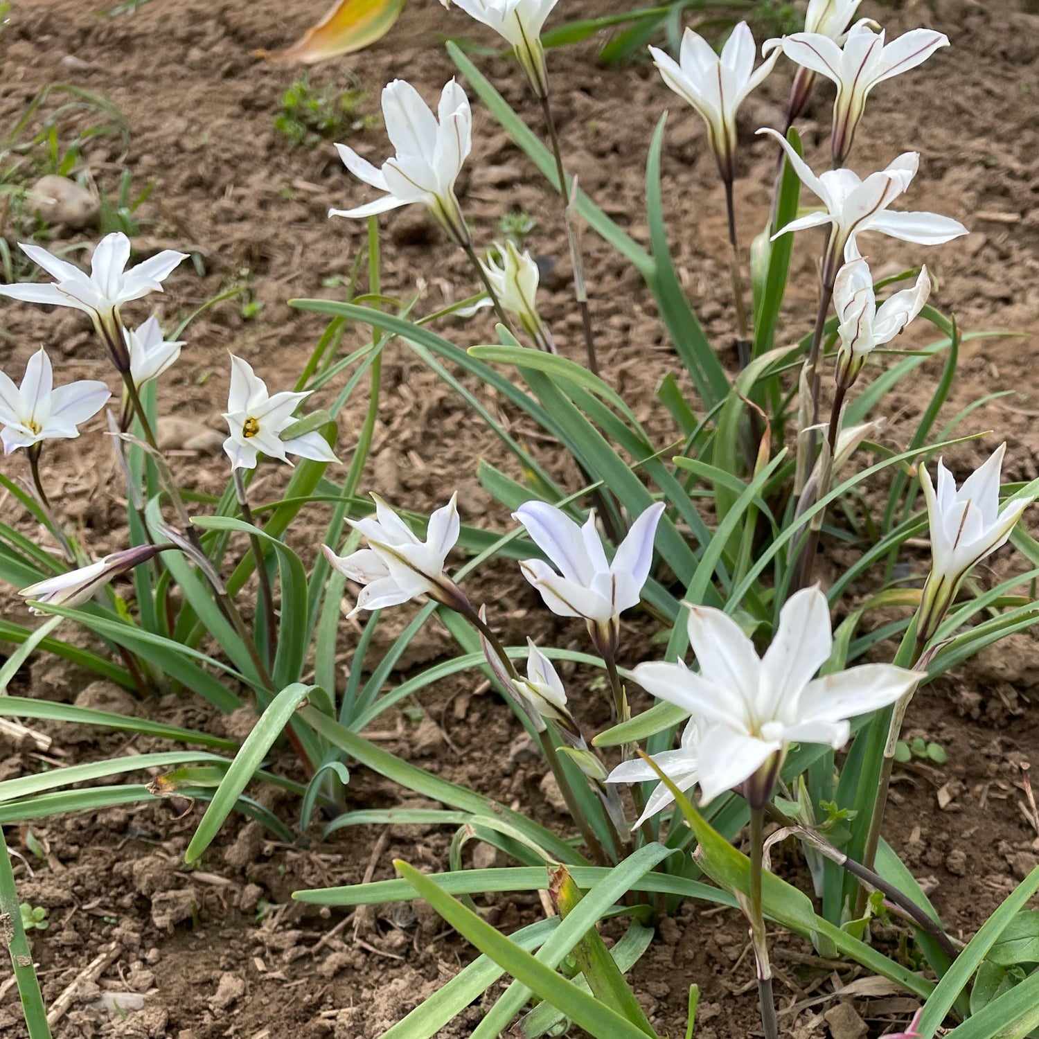 Ipheion uniflorum &