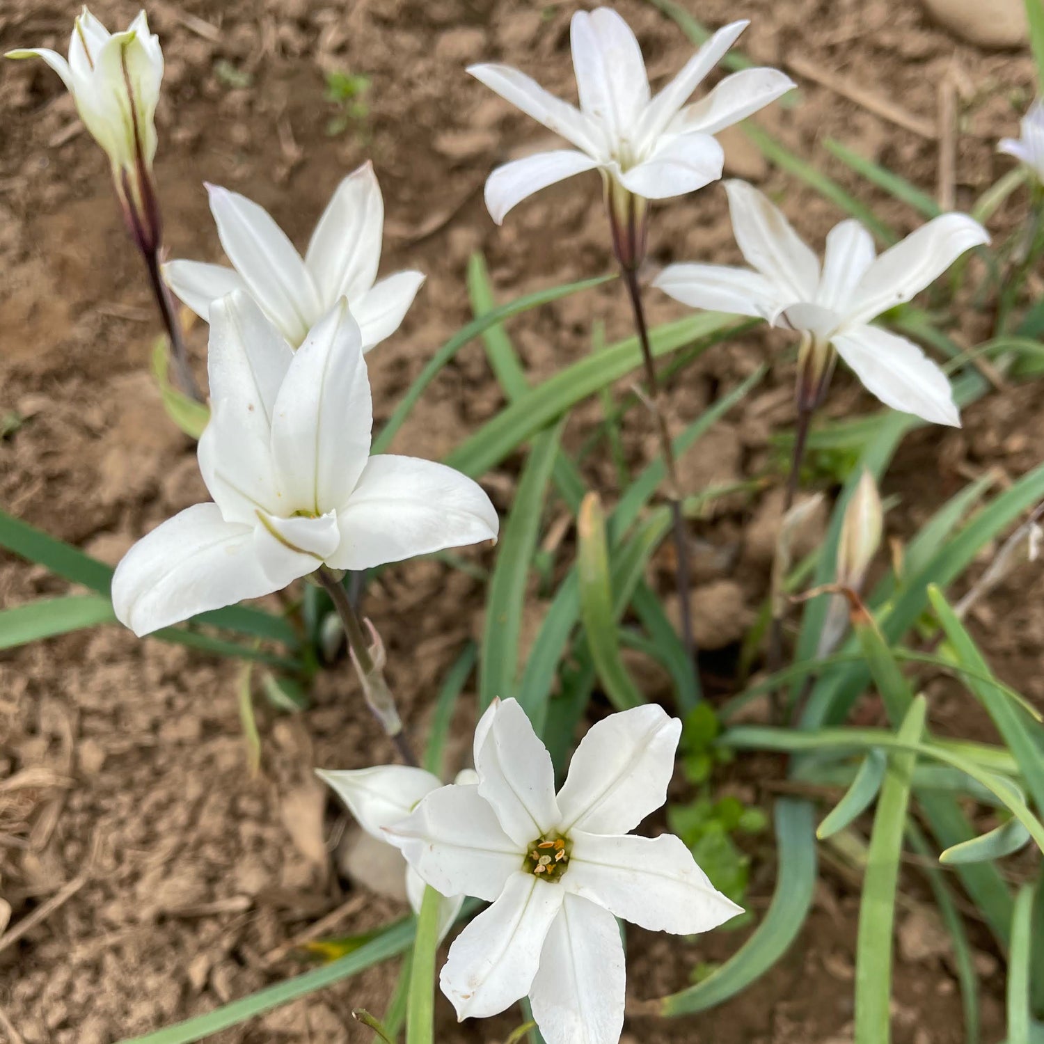 Ipheion uniflorum &