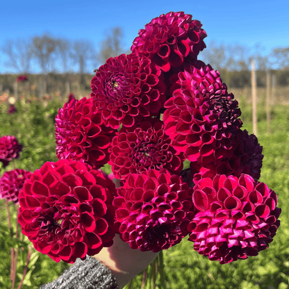 Ivanetti Dahlia Tuber