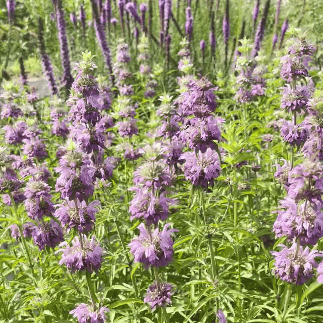 Lemon Mint Bergamot