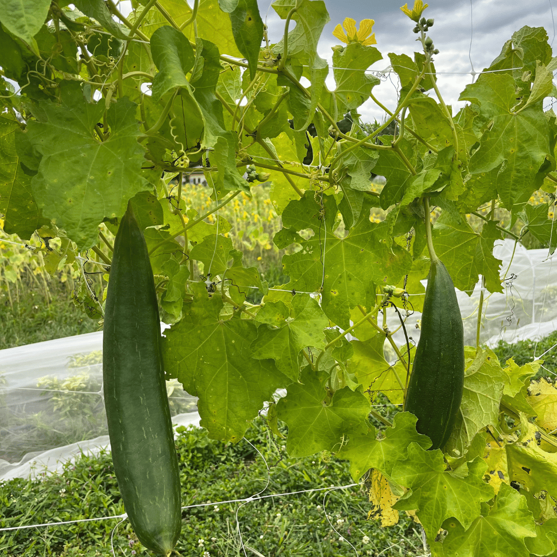 Luffa Gourd
