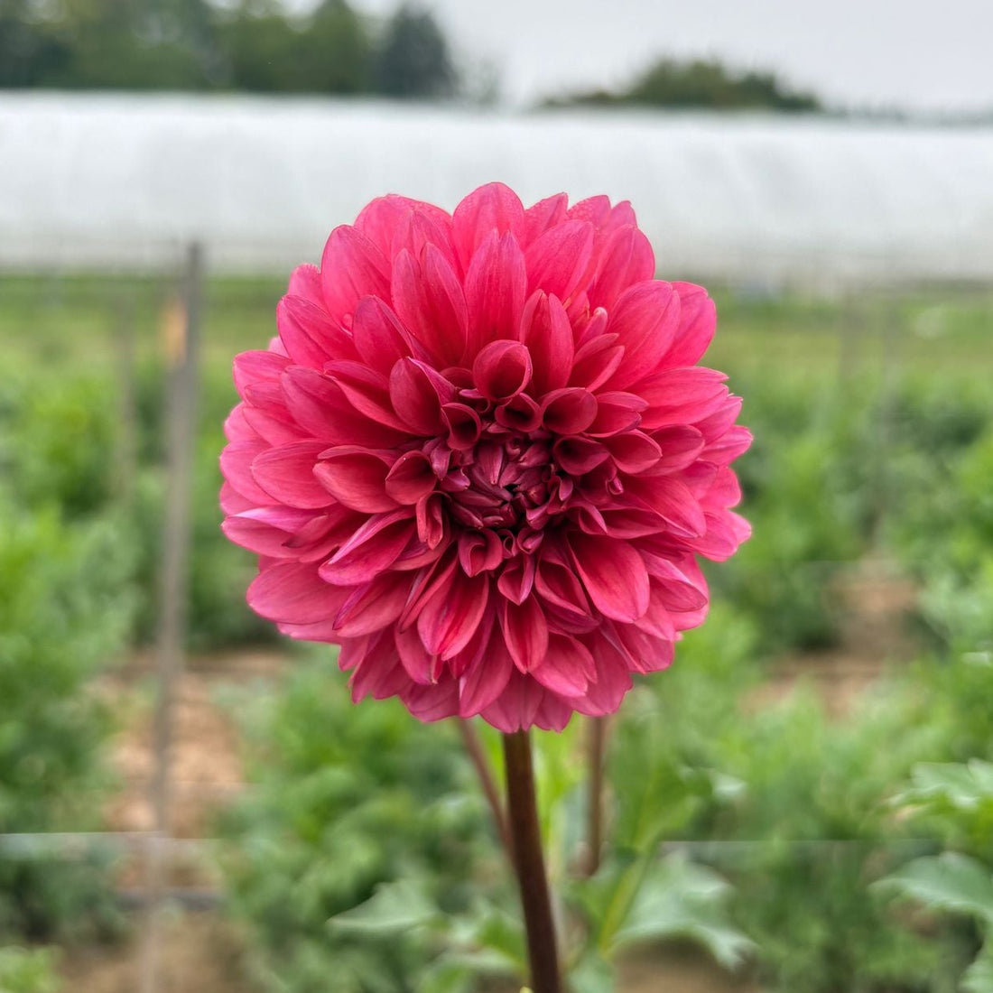 Mystique Dahlia Tuber