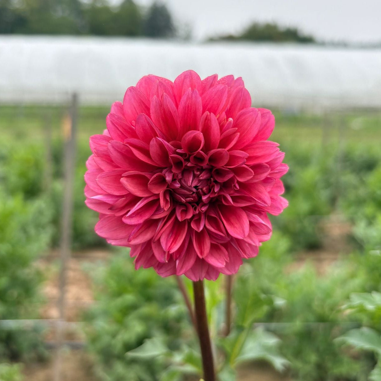 Mystique Dahlia Tuber