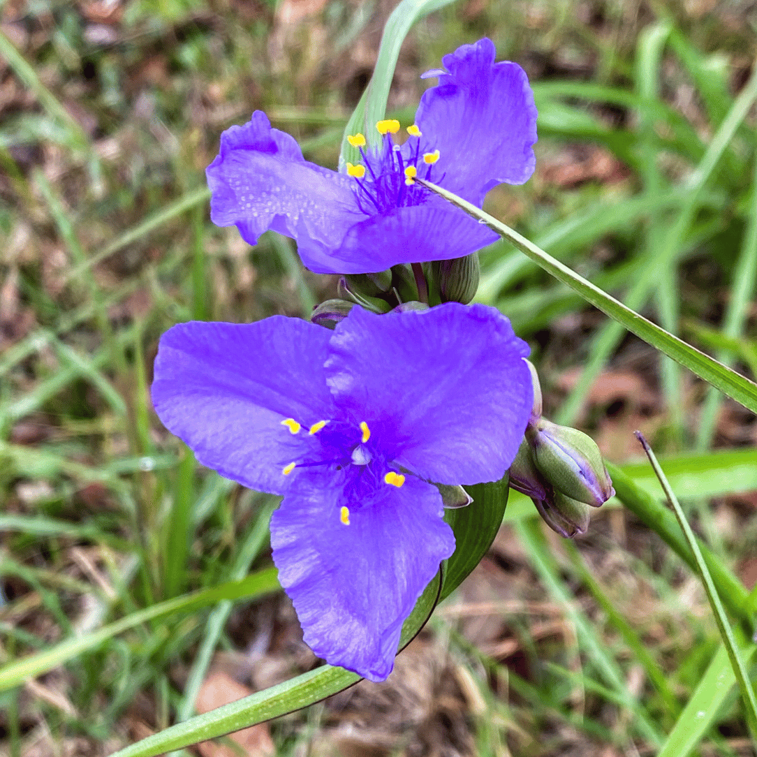 Ohio Spiderwort
