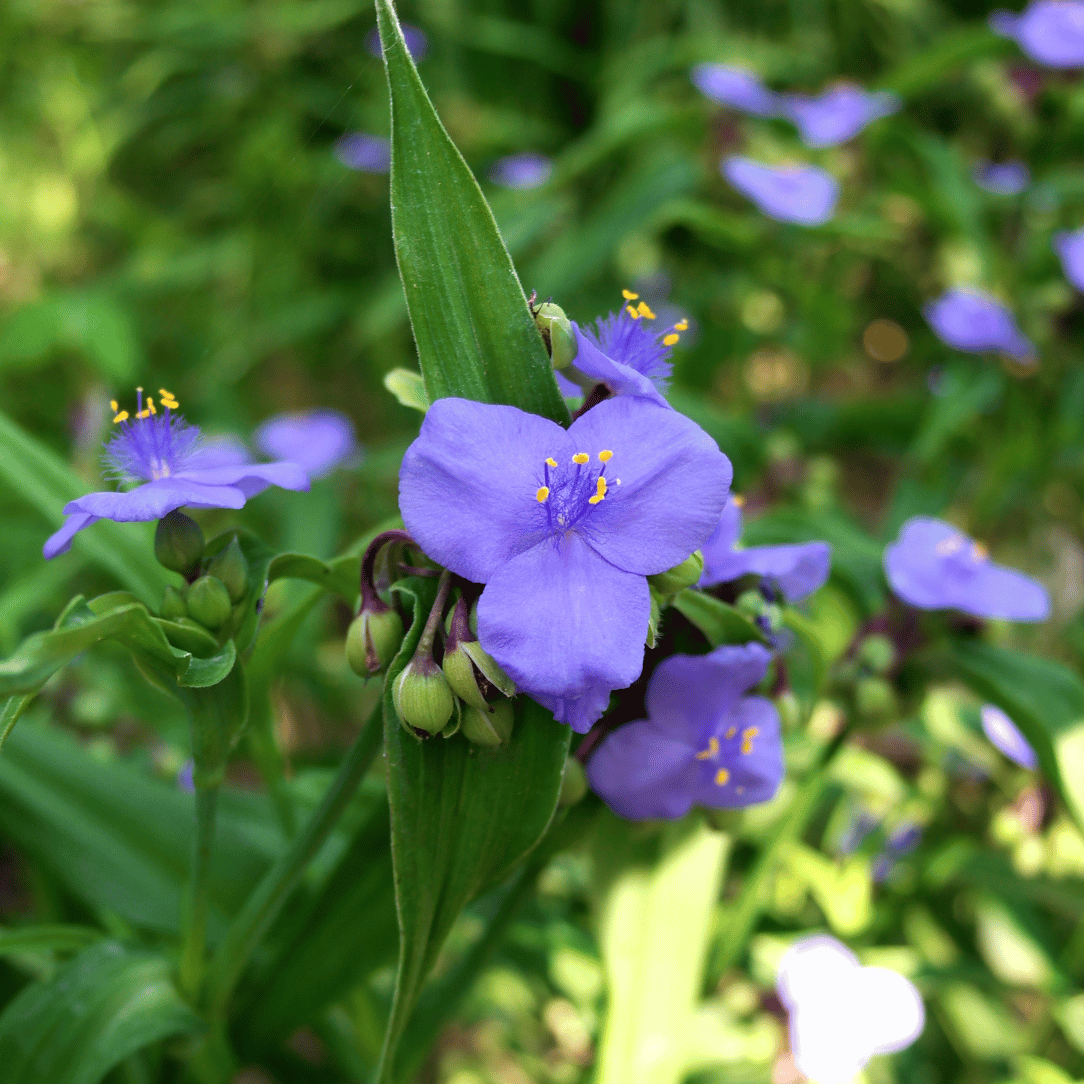 Ohio Spiderwort