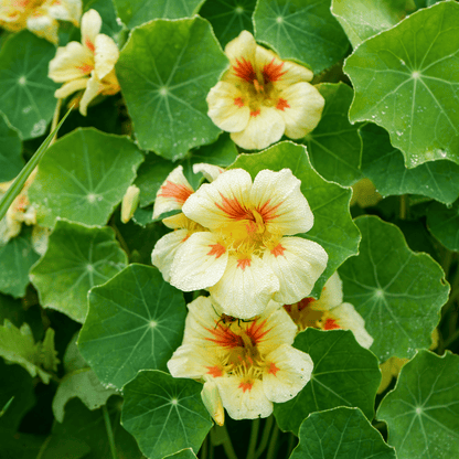 Peach Melba Nasturtium