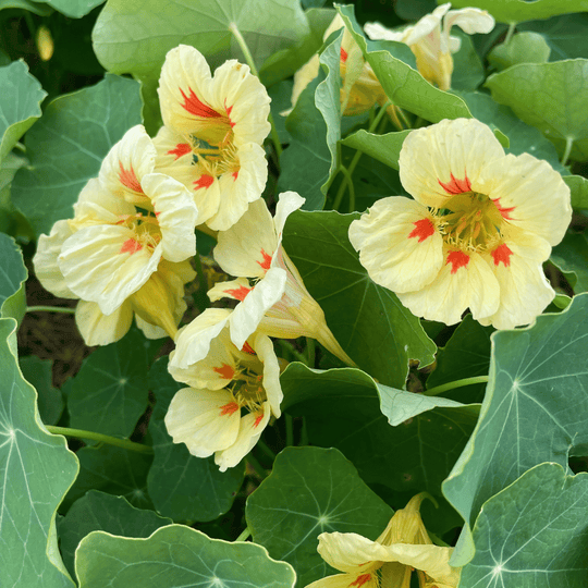 Peach Melba Nasturtium