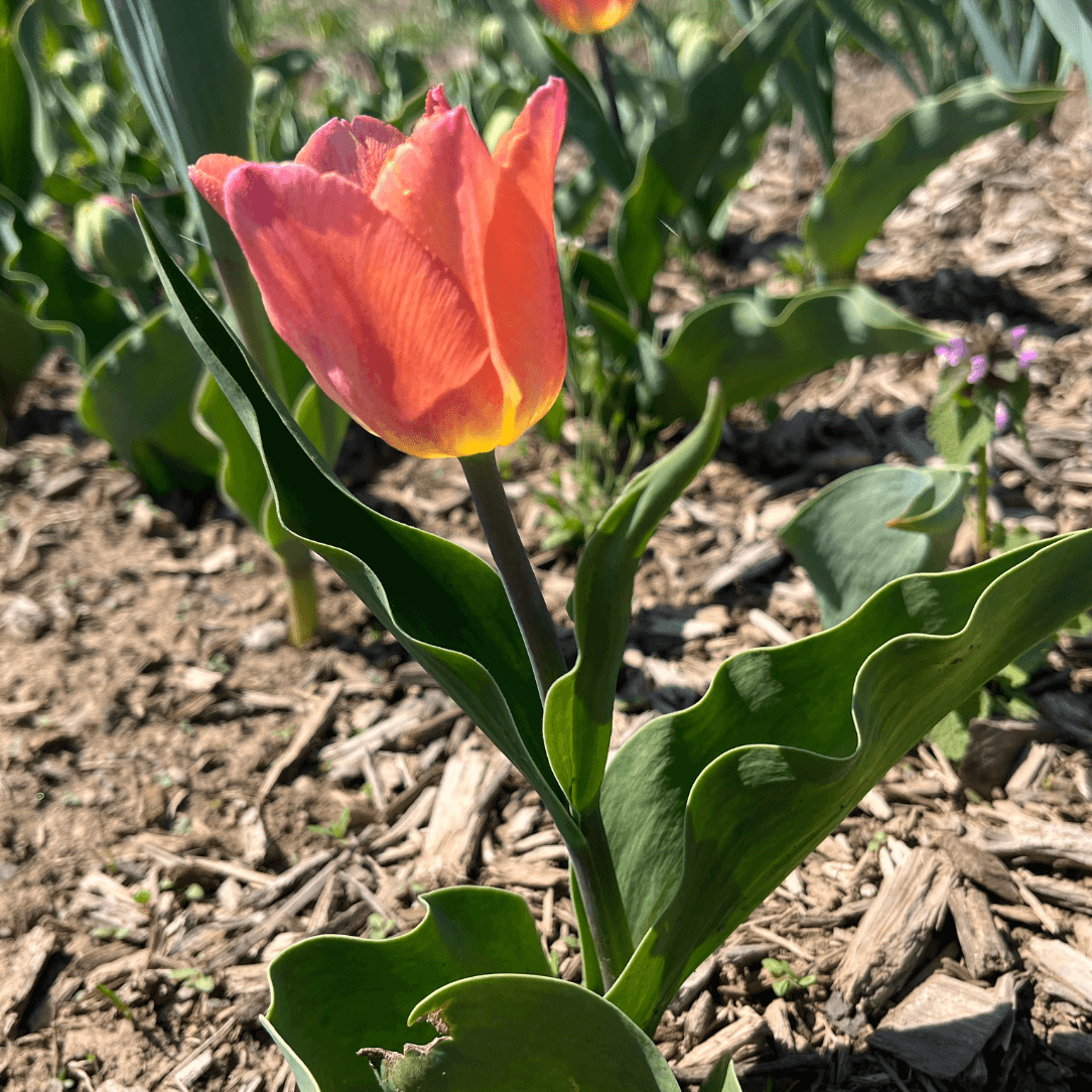 Tulip &