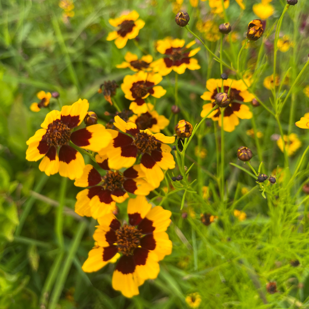 Plains Coreopsis