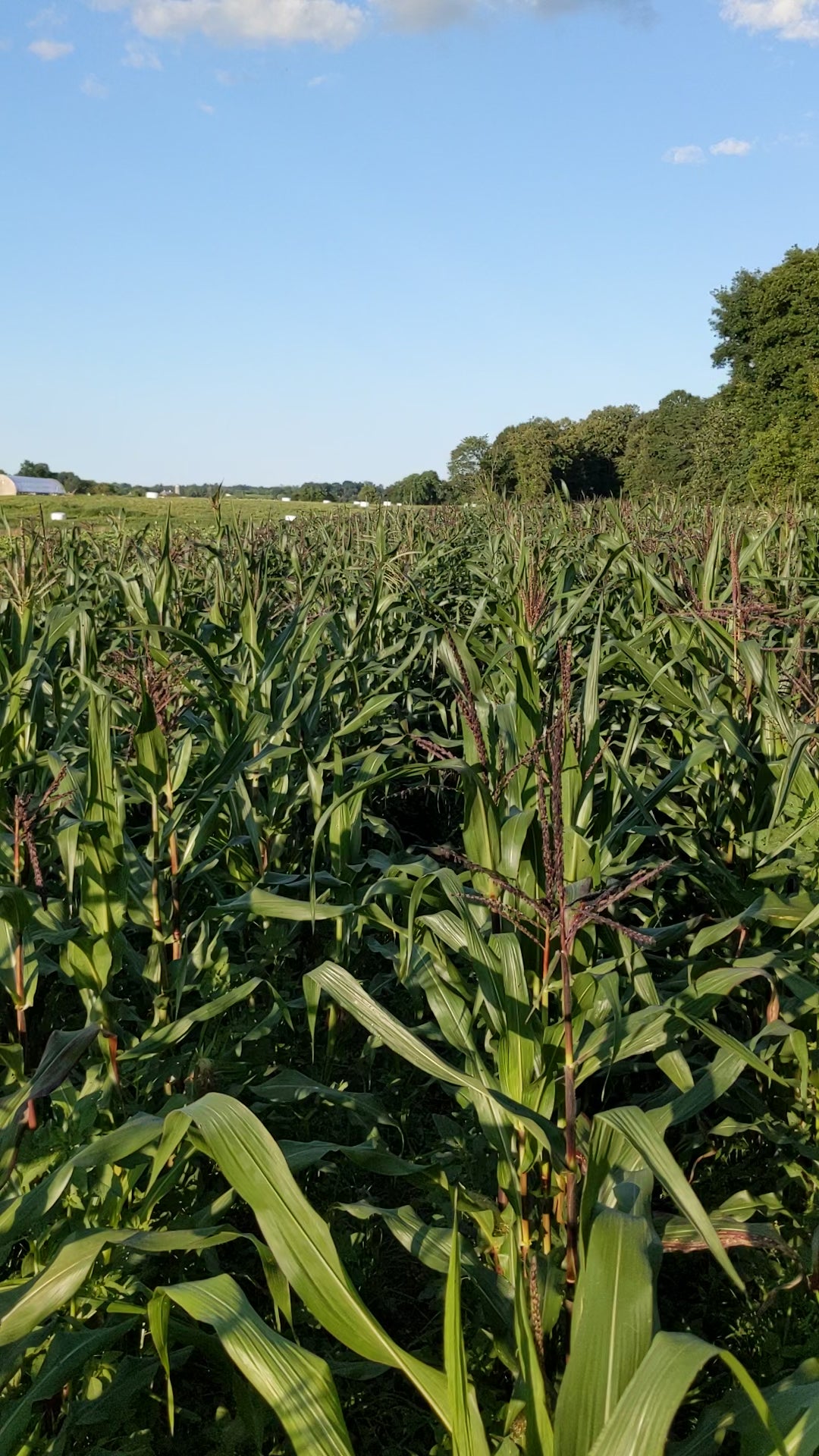 Double Red Sweet Corn