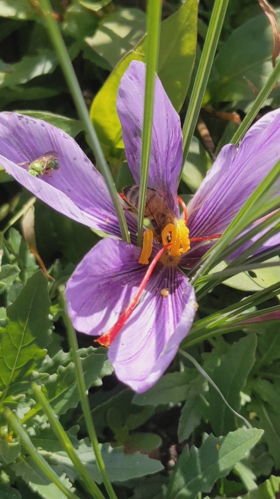 Saffron Autumn Crocus