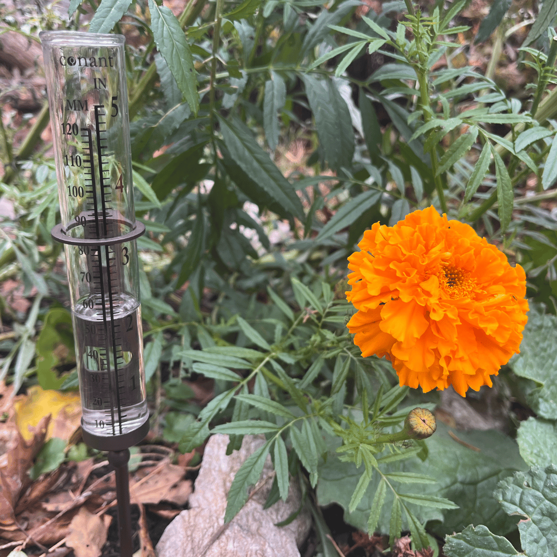 Rain Gauge Bronze
