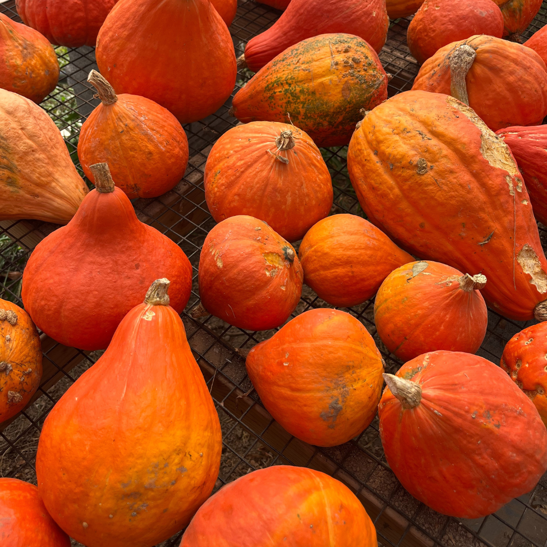 Red Kuri Squash