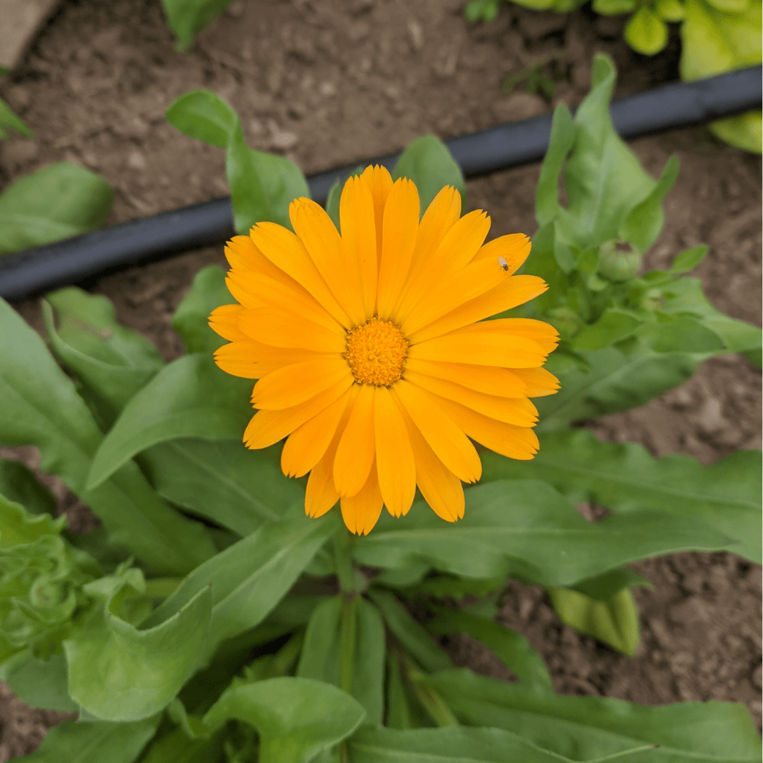 Resina Calendula