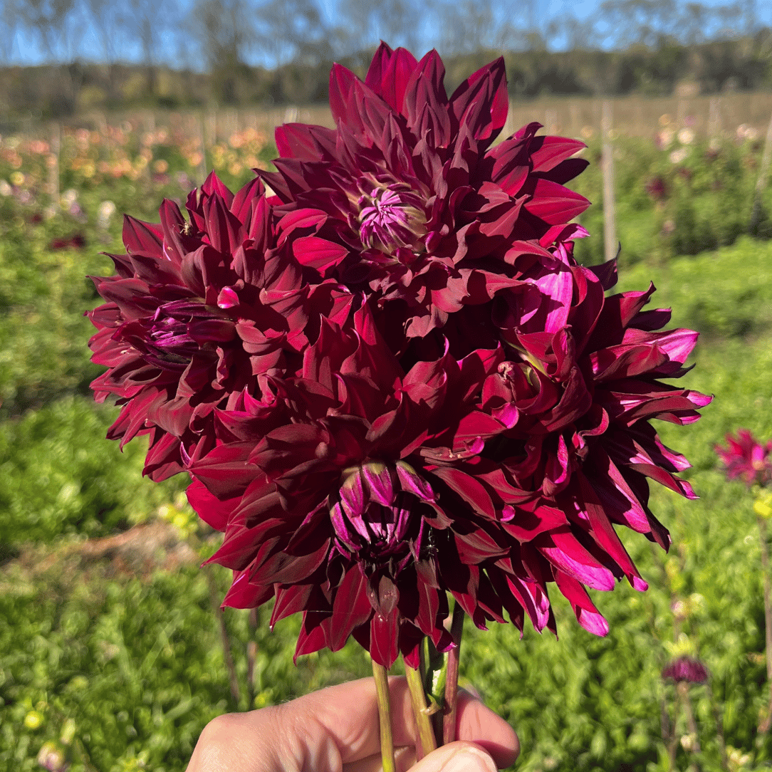 Ripples Dahlia Tuber