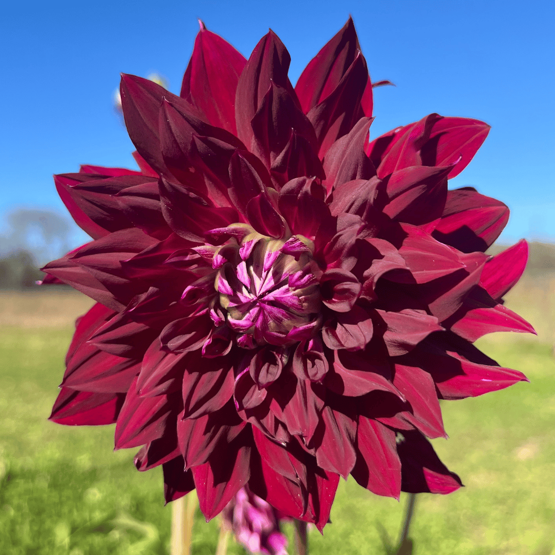 Ripples Dahlia Tuber