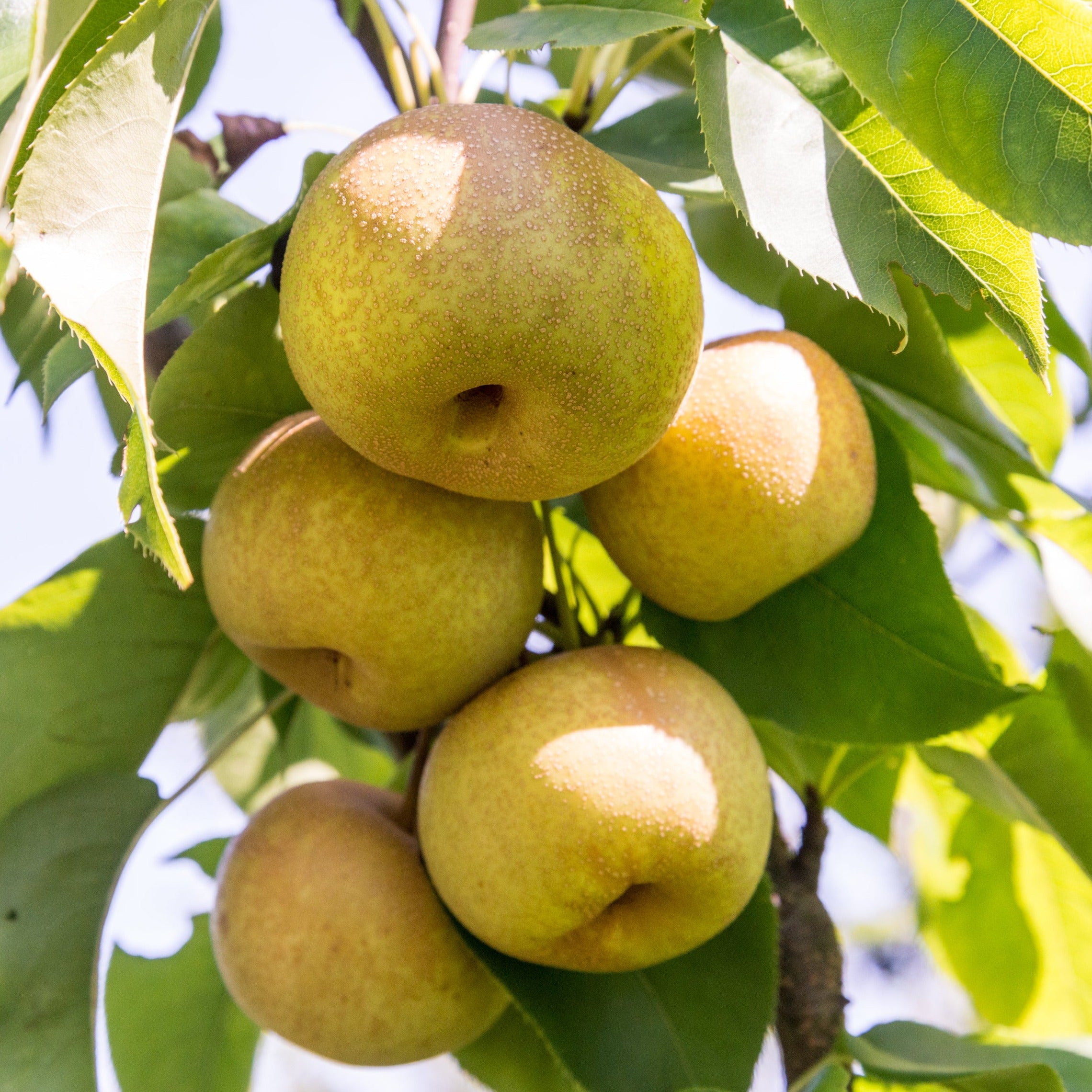 Hosui Asian Pear Tree