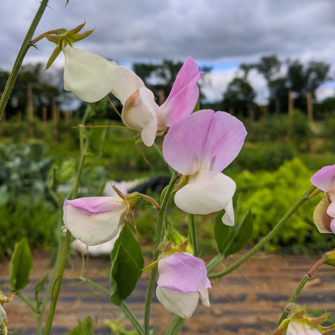 Signpost Sweet Pea